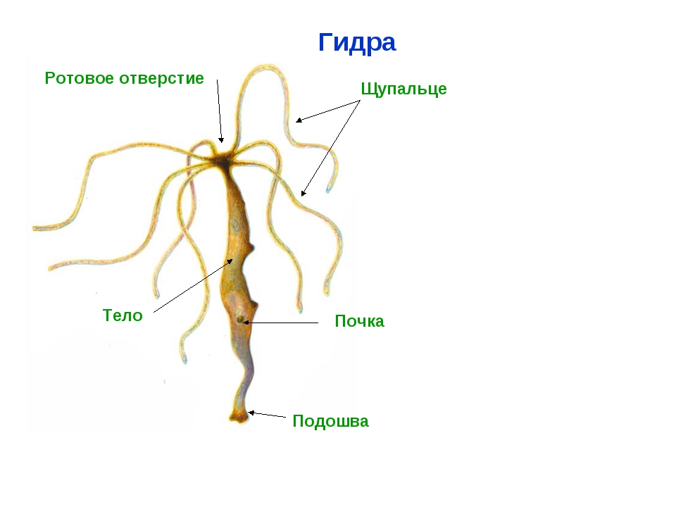 Kraken сайт вход